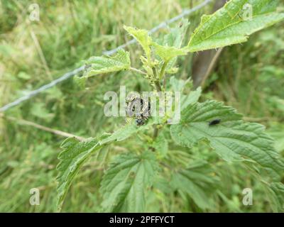 Chenille de petite écaille de tortue assise sur la plante verte Banque D'Images
