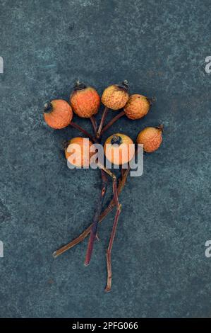 Groupe de sept rosehIPS orange et tiges de la canina rose ou Rosa nichées sur du métal terni Banque D'Images