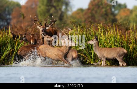 Cerf rouge pourchassant les jeunes cerfs dans l'eau pendant la rut, Royaume-Uni. Banque D'Images