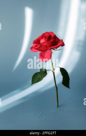 Une rose rouge debout avec des ombres de rideaux sur l'arrière-plan Banque D'Images
