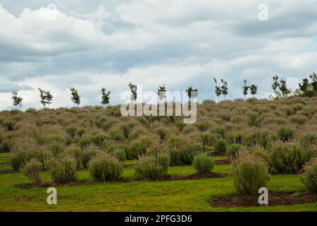 Plantes de lavande poussant sur une colline avec une rangée de petits arbres, silhoueté contre un ciel nuageux Banque D'Images