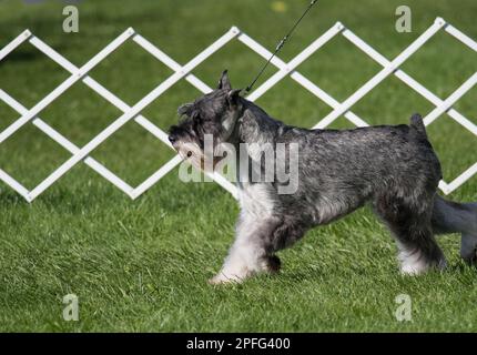 Schnauzer standard en profil marchant dans l'anneau d'exposition de chien Banque D'Images