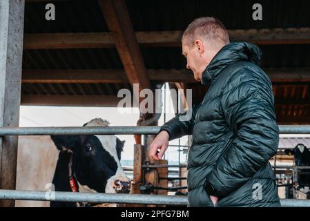 Homme fermier près de ses vaches. Portrait d'un jeune propriétaire de ferme debout dans un long bassin de vache près du corral avec des veaux. Homme dans des vêtements ordinaires vérifie le Banque D'Images