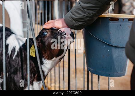 Petit veau avec des étiquettes d'oreille jaune debout dans la cage dans la grange ensoleillée du bétail sur la ferme en campagne regardant la caméra. Élevage de bétail, prenant soin de Banque D'Images