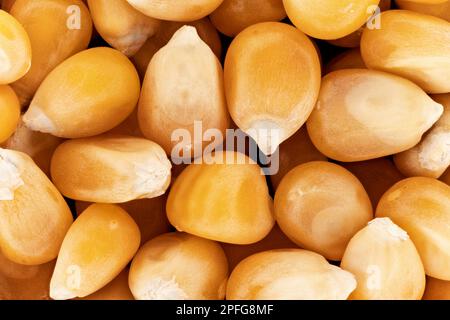 Grains de maïs pop-corn jaunes non éclatés, photo de détail de gros plan, largeur de l'image 23mm Banque D'Images