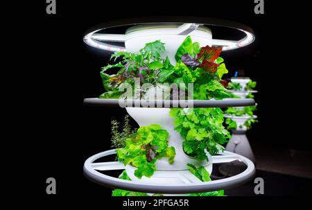 Légumes frais et salades croissant dans un système mobile moderne de jardin vertical avec lumières. Banque D'Images