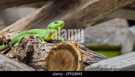 Lézard vert Balcan ou lacerta trilineata sur les bois en profitant du soleil Banque D'Images