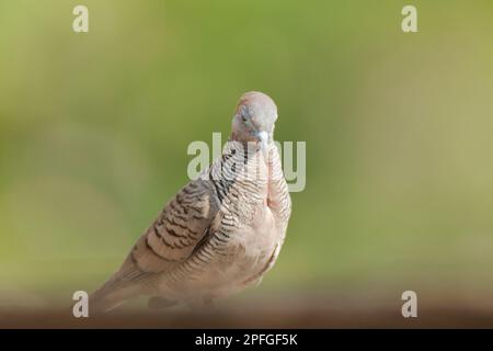 Zebra Dove dans la nature, Zebra Dove appartient au genre Geopelia striata.La fourrure à poil gris se trouve dans toute la Thaïlande. Banque D'Images