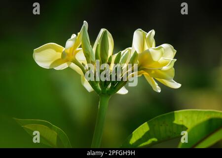 Plumeria fleurit très populaire et largement planté, Plumeria National Flower République démocratique populaire lao Banque D'Images