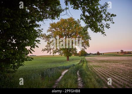 Route de terre entre les champs par un grand chêne. Banque D'Images