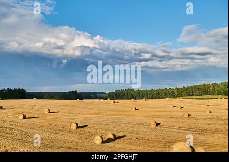 Balles de paille sur un champ jaune près de la forêt Banque D'Images