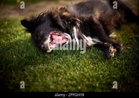 ​​yawning chien heureux pour la digestion. Banque D'Images