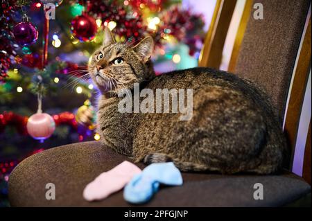 Un tawny tomcat sur une chaise à côté de l'éclairage de l'arbre de Noël Banque D'Images