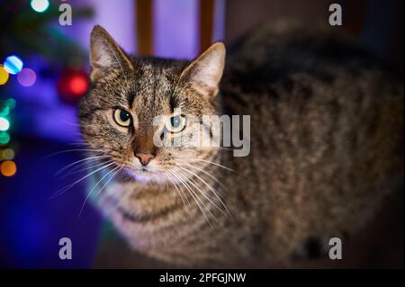 Un tawny tomcat sur une chaise à côté de l'éclairage de l'arbre de Noël Banque D'Images