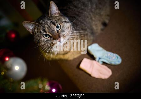 Un tawny tomcat sur une chaise à côté de l'éclairage de l'arbre de Noël Banque D'Images