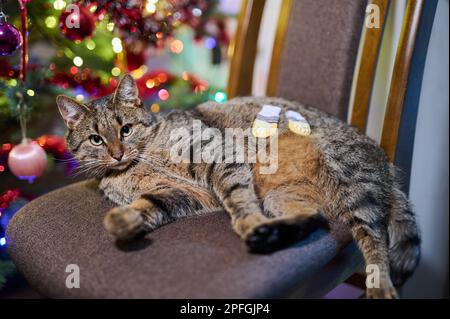 Un tawny tomcat sur une chaise à côté de l'éclairage de l'arbre de Noël Banque D'Images