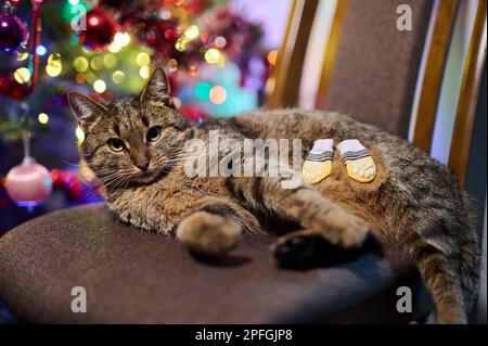 Un tawny tomcat sur une chaise à côté de l'éclairage de l'arbre de Noël Banque D'Images