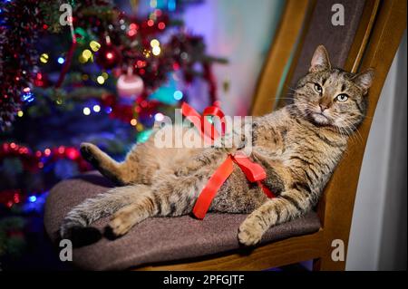 Un tawny tomcat sur une chaise à côté de l'éclairage de l'arbre de Noël Banque D'Images