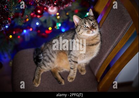 Un tawny tomcat sur une chaise à côté de l'éclairage de l'arbre de Noël Banque D'Images