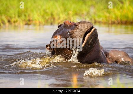 Hippopotamus amphibius, curieux regardant dans la caméra. Atmosphérique. Okavango Delta, Botswana, Afrique Banque D'Images