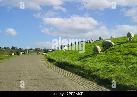 Les moutons paissent sur la digue et la route de campagne près du village de Gaast dans la province de Frise, aux pays-Bas. Banque D'Images