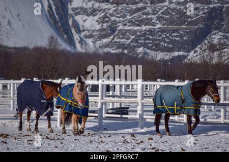 White Horse dans la neige avec montagne en arrière-plan. Prise à Kiruna, Suède Banque D'Images