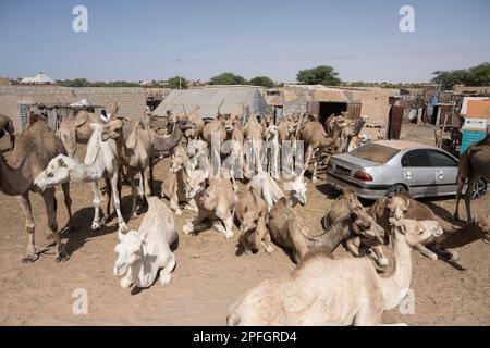 Marché de Nouakchott Camel, Nouakchott, Mauritanie, Afrique de l'Ouest, Afrique. Banque D'Images