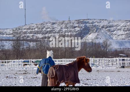 White Horse dans la neige avec montagne en arrière-plan. Prise à Kiruna, Suède Banque D'Images