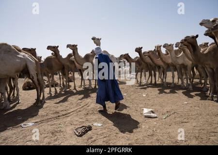 Marchand de chameaux. Marché de Nouakchott Camel, Nouakchott, Mauritanie, Afrique de l'Ouest, Afrique. Banque D'Images