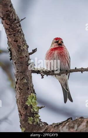 Commune Redpoll, Acanthis flammea, femelle perchée sur un Tamarack à Sax-Zim Bog, Minnesota, États-Unis Banque D'Images