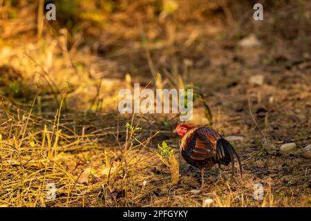 La poule rouge ou l'oiseau gallus ferme un ancêtre sauvage de la volaille ou du poulet en plein soleil d'hiver dans la forêt du parc national jim corbett Banque D'Images