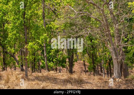 le tigre du bengale sauvage ou l'habitat de panthera tigris se reposant sous les ombres des arbres sal en pleine journée chaude en été safari dans le parc national de bandhavgarh Banque D'Images