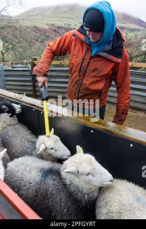 Shepherd lisant les étiquettes d'identification électronique dans un troupeau de brebis, Cumbria, Royaume-Uni. Banque D'Images