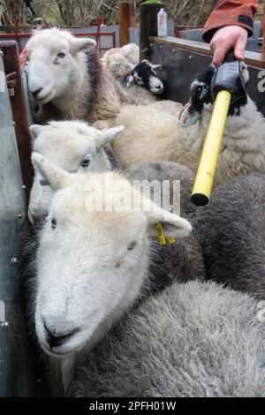 Shepherd lisant les étiquettes d'identification électronique dans un troupeau de brebis, Cumbria, Royaume-Uni. Banque D'Images