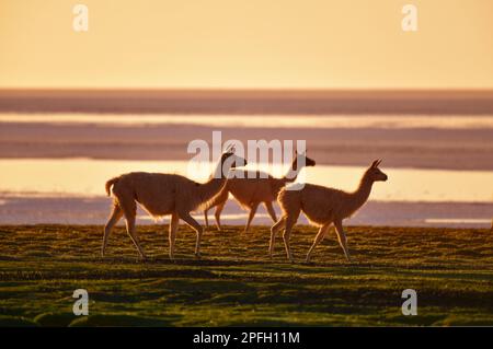 Lamas paître près du bord du lac salé au lever du soleil, Lac salé d'Uyuni, Bolivie Banque D'Images