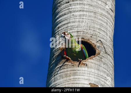 La macarque à la façade de châtaignier (Ara severus) nichant dans un palmier. Oiseau indigène de l'Amérique du Sud Banque D'Images