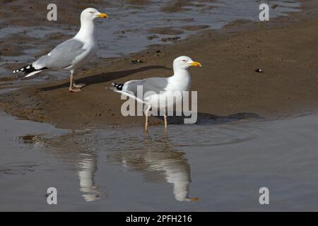 Goéland argenté (Larus argentatus) et Goéland argenté hybride x petit Goéland noir (Larus fuscus) Blakeney Norfolk GB avril 2022 Banque D'Images