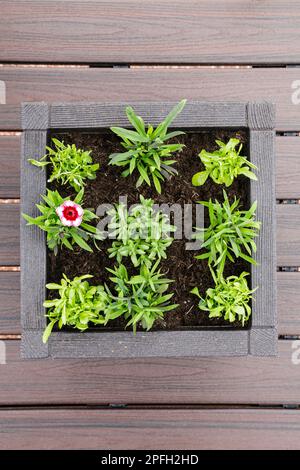 Fleurs d'été plantées dans des conteneurs, Royaume-Uni, Europe Banque D'Images