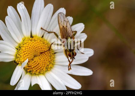 Mouche à mouches (famille des Asilidae) reposant sur une fleur de pâquerette à œil d'Ox (Leucanthemum vulgare) en été. Banque D'Images