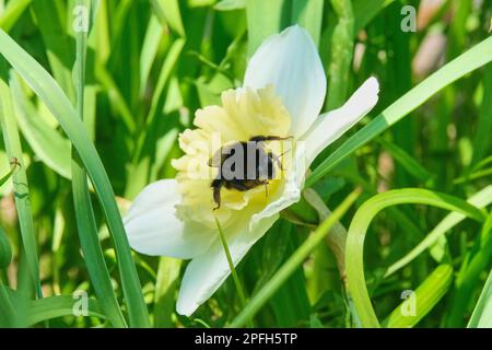 bumblebee assis sur une fleur de narcisse parmi la verdure Banque D'Images