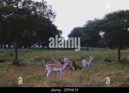 1964, historique, cerf à Richmond Park, Richmond upon Thames, Londres, Angleterre, Royaume-Uni. Un parc royal, couvrant une vaste superficie de 2 500 hectares, un habitat important pour la faune et une réserve naturelle nationale, le parc est le plus grand site de Londres d'intérêt scientifique spécial et un espace européen spécial de conservation. Banque D'Images