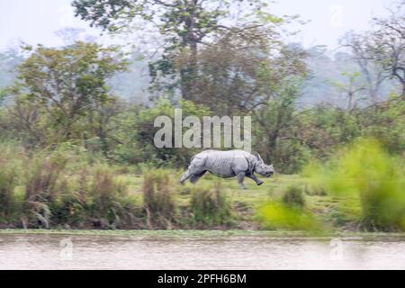 Indian Rhino, Rhinoceros unicornis, de gauche à droite traversant avec prudence les prairies. Parc national de Kaziranga, Assam, Inde Banque D'Images