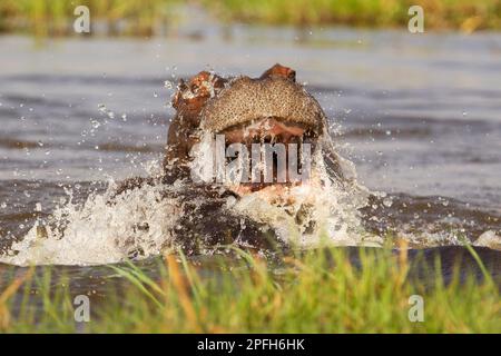 Hippopotamus amphibius, curieux regardant dans la caméra. Atmosphérique. Okavango Delta, Botswana, Afrique Banque D'Images