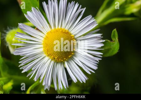 Fleabane Erigeron philadelphicus Philadelphia, de la famille des Astéracées. Banque D'Images