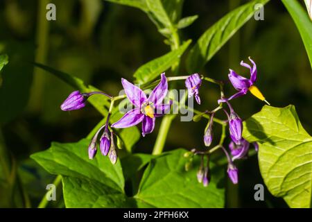 Fleur pourpre et jaune des raisins du diable, Solanum dulcamara. Banque D'Images