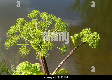 Plante médicinale, essentielle, miel, nourriture - angelica archangelica pousse dans la nature. Banque D'Images