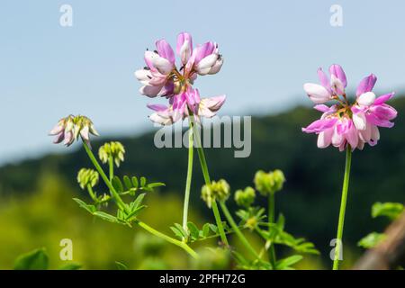 Gros plan, macro. Crownvetch ou Securigera varia Coronilla varia ou couronne pourpre vetch. Plantes de champ de floraison. Copier l'espace. Banque D'Images