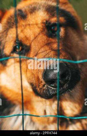 Gros plan du nez d'un chien. Chien derrière le filet. Beau Berger allemand Banque D'Images