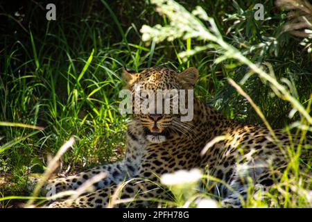 Un léopard africain se prélassant à l'ombre de hautes herbes et de la végétation dans un environnement naturel Banque D'Images