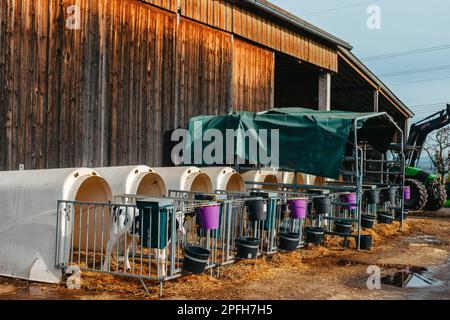 Petit veau avec des étiquettes d'oreille jaune debout dans la cage dans la grange ensoleillée du bétail sur la ferme en campagne regardant la caméra. Élevage de bétail, prenant soin de Banque D'Images